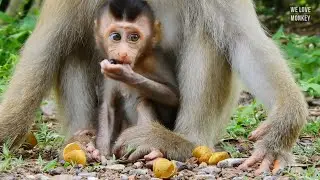Mommy Rose Finish All Fruit Forget to Give Some For Poor Baby Monkey Rex, Baby Rex is Hungry Boy