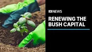Volunteers spend their time regenerating Canberra&rsquo;s green spaces | ABC News