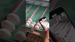 Egg weighing scale #asfarmingph #egg #farming #farmlife