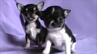 щенки от Хелены