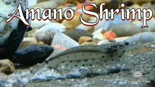 Amano Shrimp Care Guide