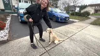 Welcome Roger, a miniature golden retriever &ldquo;comfort retriever&rdquo;