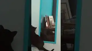 Prince FuzzyButt Discovering Mirrors are Interdimensional Portals