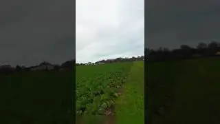 cauliflower cutter drone crash how low can you go. Dji Avata fpv drone.
