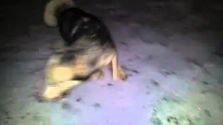 Koda on Ice!