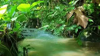 Peaceful Jungle River Sounds &mdash; Natural Stream Ambience for Relaxation and Sleep