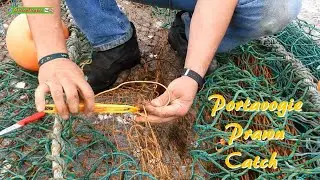 Portavogie Prawn Catch At The Harbour - ( N Irish Fishing Short Documentary and Scenery On Film)
