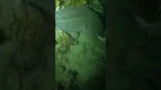 Giant Moray Eel Captured In Night Dive #redsea #nature #dive #explore #scubavlog