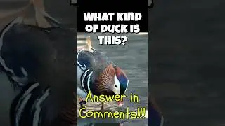 Can You Name It? 🌿🦆 #wildlife #facts #animals #birds #duck