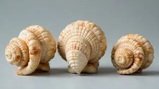 Lien avec 3 coquillages