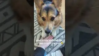 corgi problems 😂 #corgilife #funny #pets #funnydogvideos #corgi