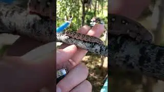 Biggest Caterpillar in Alberta