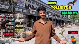 New tollinton market lahore 2025🥳😍|Biggest Birds market lahore|Fawn java Rs: 700😱