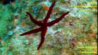 Starfish Ophidiaster ophidianus Purple Seastar   Espa&ntilde;a Cabo de Palos EDITADO