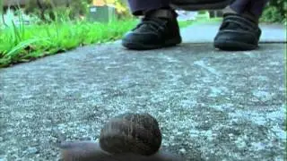 Snail vs Braxton