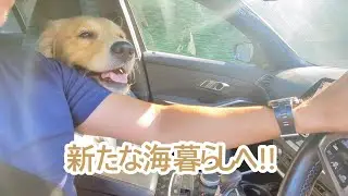 新たな海暮らしへの道。ゴールデンレトリバーティト