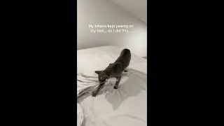 Kitten kept peeing on my bed... so I did this  #cat