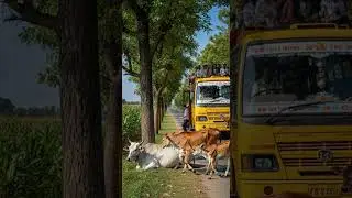 This cow could sense disaster and saved a car just in time #cowrescue #disastersense #animalheroes
