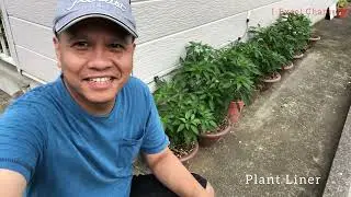 Plant Liner