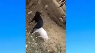 Dog mating with pig in log time