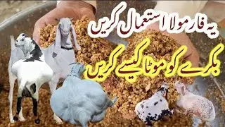 | Bakra Ki diet Plan| Bakra Ko Mota Krna Ki khourk