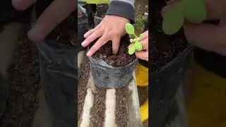 pok choi vegetable planting process#shorts