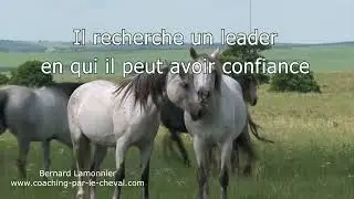 Vid&eacute;o Clip Equicoaching La Voie du Cheval, par Webmarketing TPE vid&eacute;os promotionnelles equicoaching