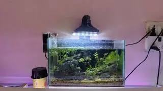 Tiny Ecosystems: Designing a Beautiful Nano Aquarium with Driftwood & Epified Plants