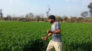 Amazing & Quick method/trick of animal fodder cutting | Latest Punjabi video 2019