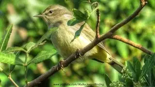 Western Palm Warbler