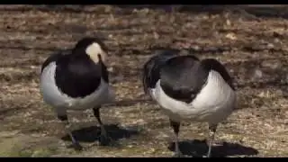 Centro Cicogne e Anatidi Racconigi   in 4k