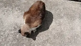 Olha que coisa linda esse Gato