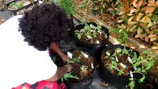 Planting more Zucchini, Okra, Tomatoes, Borage, Zinnia,  and Cucumbers