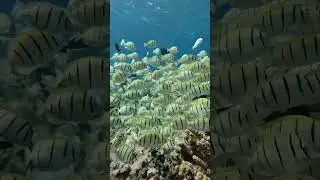 School of Fish in Blue Water