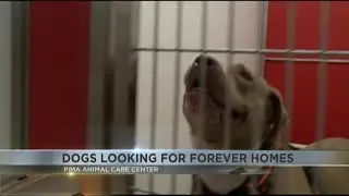 PACC at critical capacity with close to 500 dogs