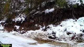Kitty Cam
