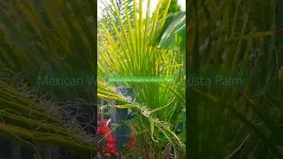Mexican Washingtonia robusta Palm, one of the best palms for the UK #shorts #tropicalgarden #garden