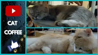 CATFE - C&agrave; ph&ecirc; M&egrave;o si&ecirc;u dễ thương giữa l&ograve;ng S&agrave;i G&ograve;n | Gopro 8 Black | Wondershare Filmora | CAT CAFE