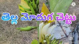తెల్ల మోదుగ చెట్టు