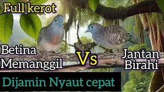 perkutut lokal betina memanggil jantan birahi FULL KEROT dijamin naik birahi dan nyaut gacor.