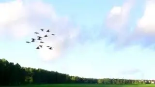 Flock of birds.  Animation.