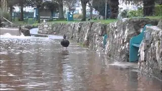 Dawlish Brook  Nov 16, 2014