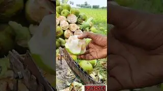 ice Apple juice Bangladesh village food palm #shotrs #iceapple #icepalm #palm