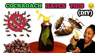 NO MORE COCKROACHES! HOW TO MAKE DIY SPRAY THAT WORKS FAST AT HOME