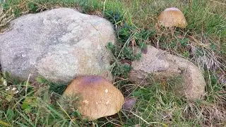 PORCINI BOLETUS EDULIS, CHIODINI E MAZZE DI TAMBURO 2025: I MIGLIORI RACCOLTI DI SETTEMBRE! PT. 2/3