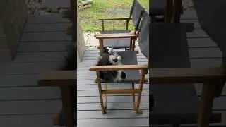 Cat Flop