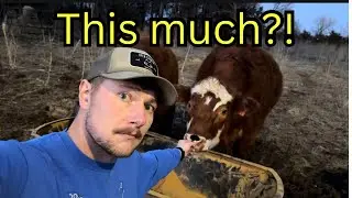 How Much Does It Cost to Run Cows Each Year?
