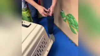 Переноска для собак Wingdog