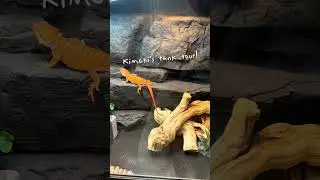 Tank tour! 🦎🐾 - #beardietanktour #beardeddragon #beardielife