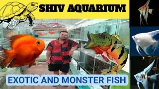 Shiv Aquarium Kurla | कुर्ला मछली बाज़ार | New Stock Price Update | Kurla Aquarium Fish Market |